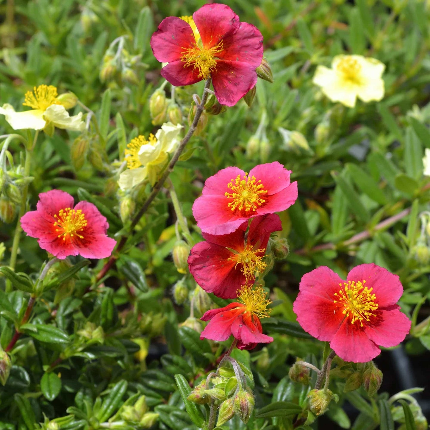 Helianthemum 'Ben Ledi'