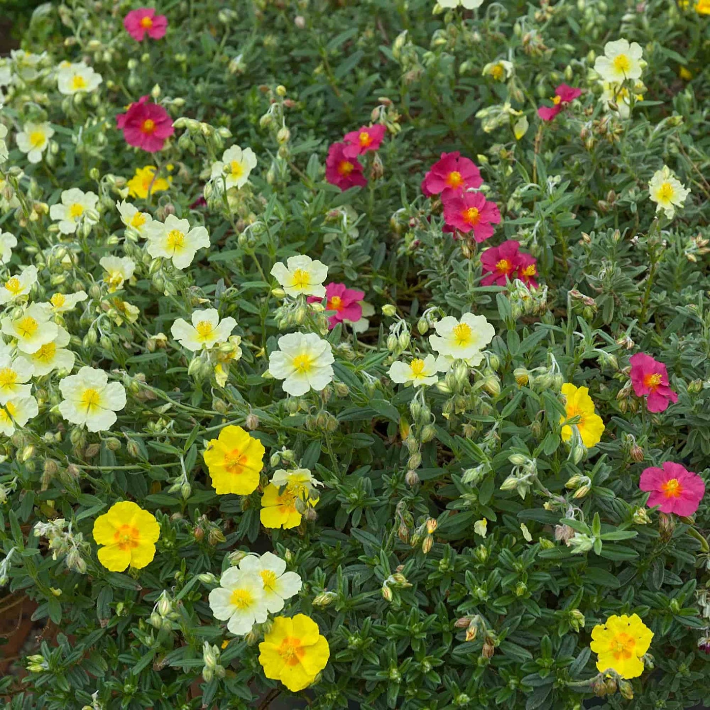 Helianthemum 'Ben Phada'