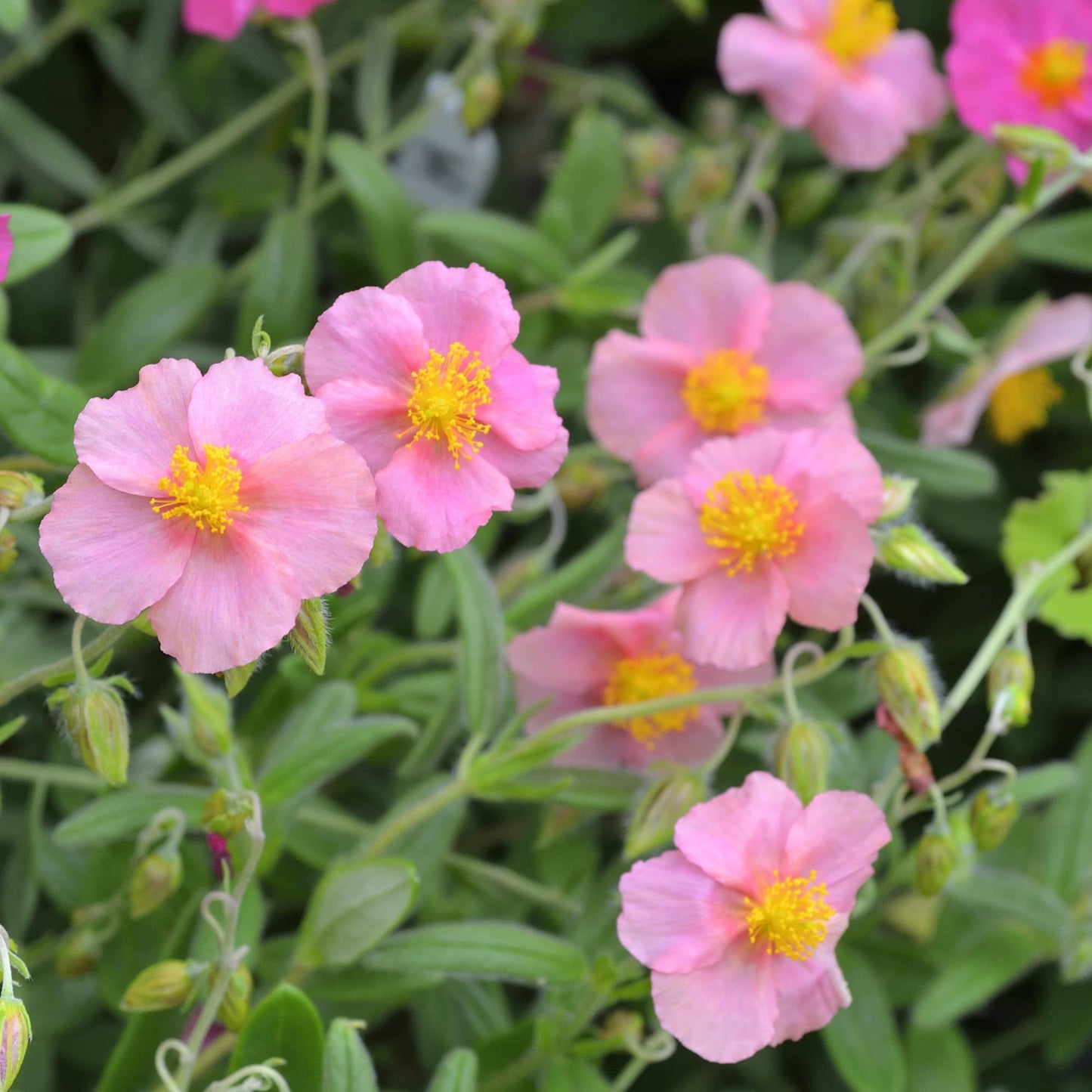 Helianthemum 'Pink Gem'