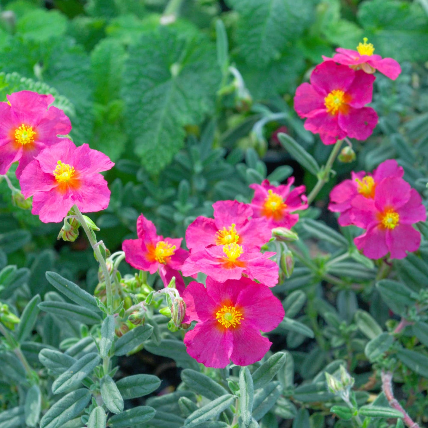 Helianthemum 'Sudbury Gem'