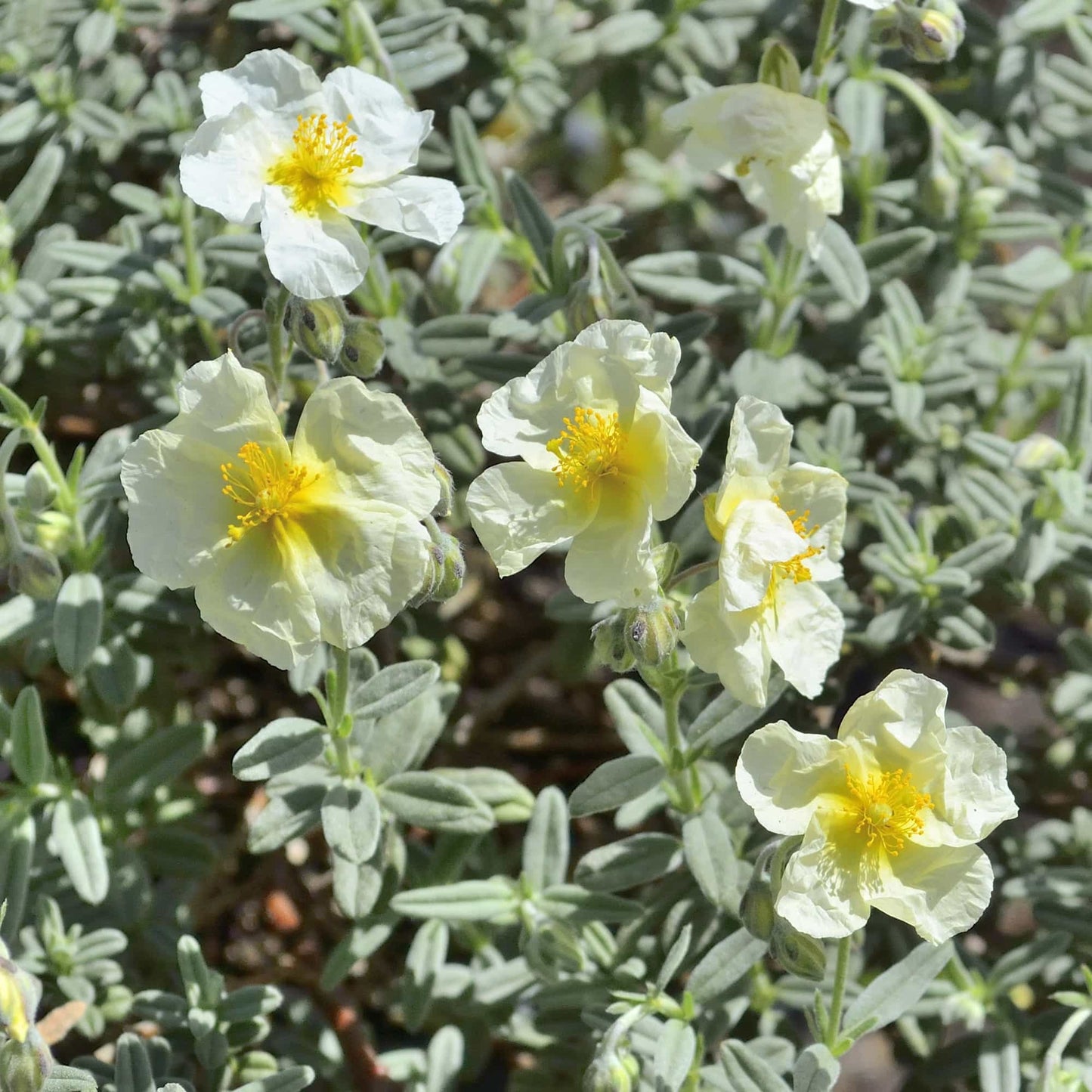 Helianthemum 'The Bride'