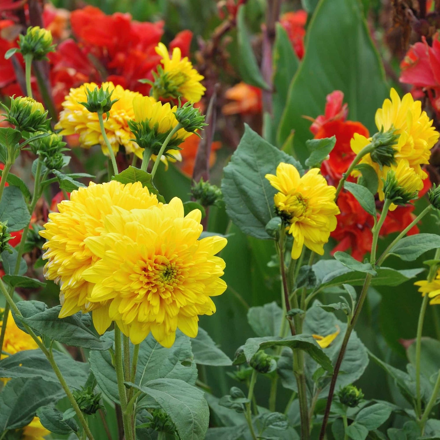 Helianthus 'Loddon Gold'