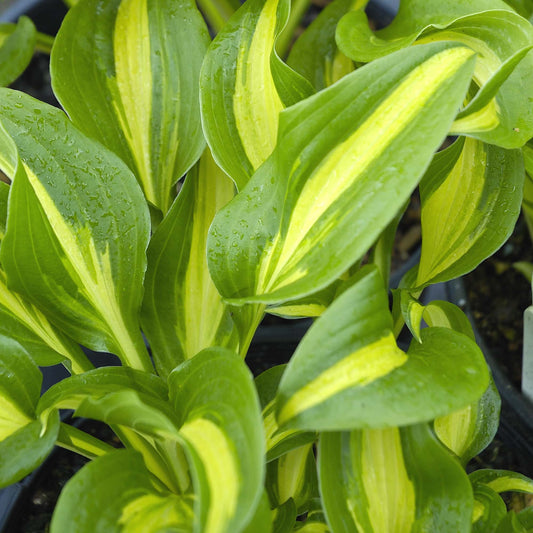 Hosta 'Geisha'