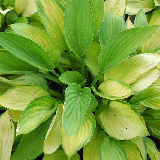 Hosta 'Gold Standard'