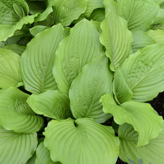 Hosta 'Honeybells'