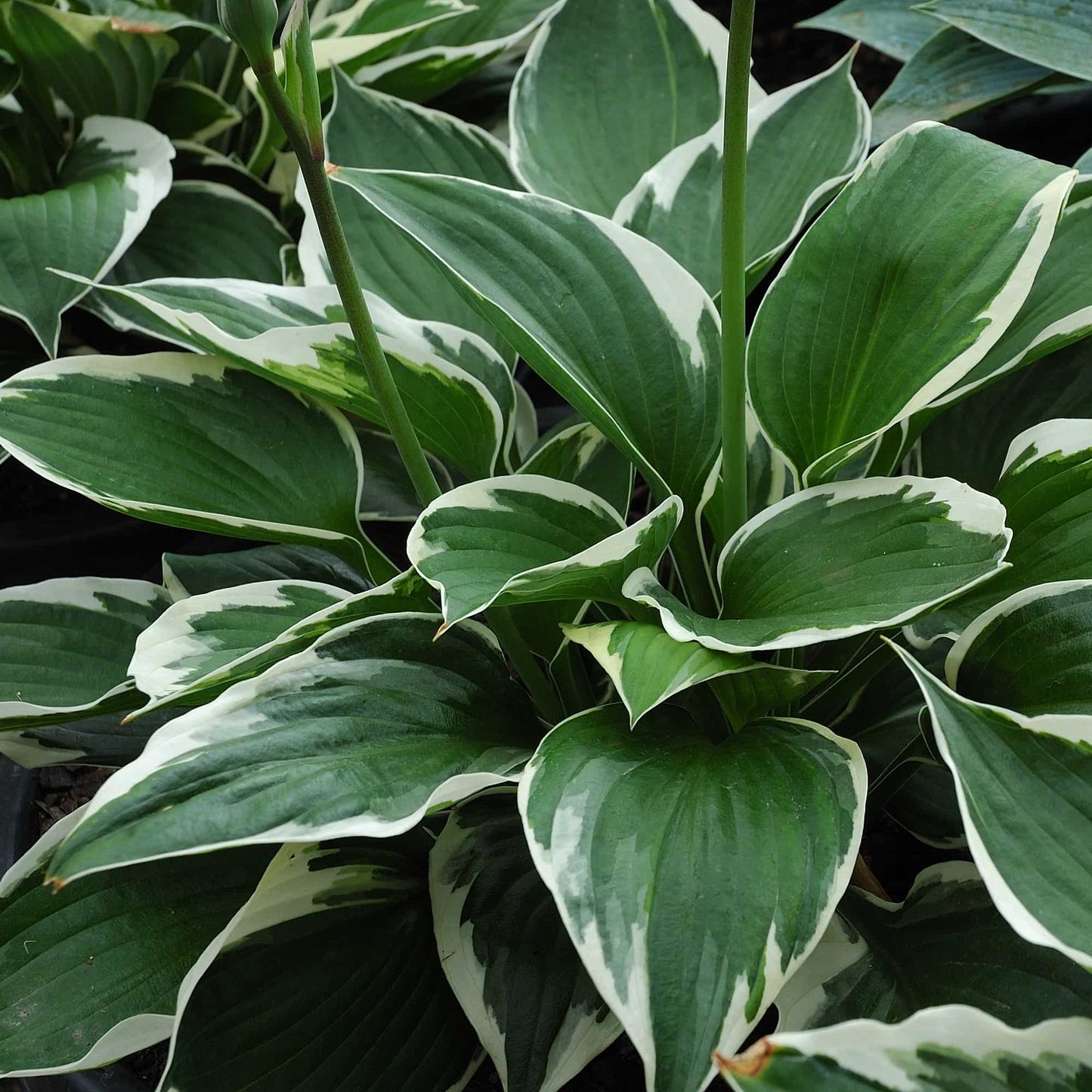 Hosta 'Minuteman'