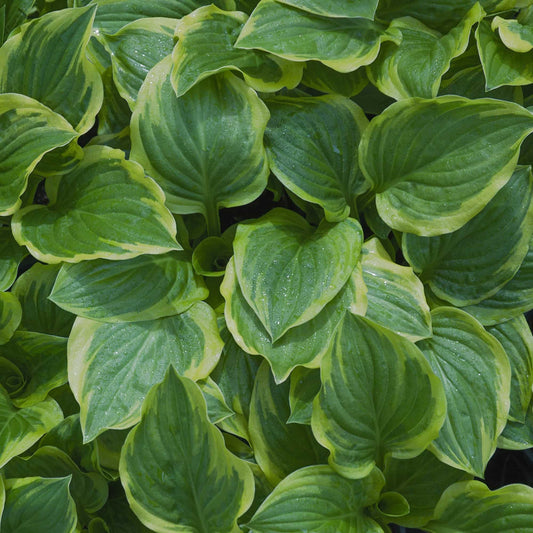 Hosta 'So Sweet'