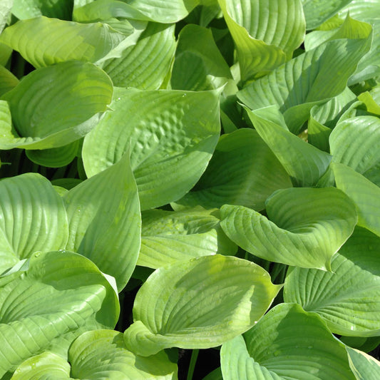 Hosta 'Sum and Substance'