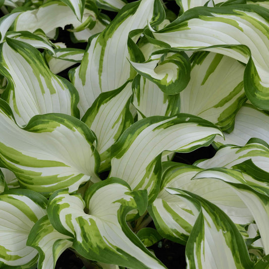 Hosta 'Undulata Univittata'