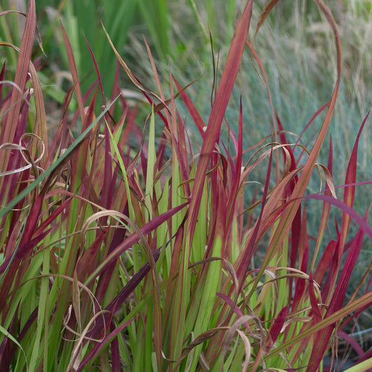 Imperata rubra  Japanese Blood Grass