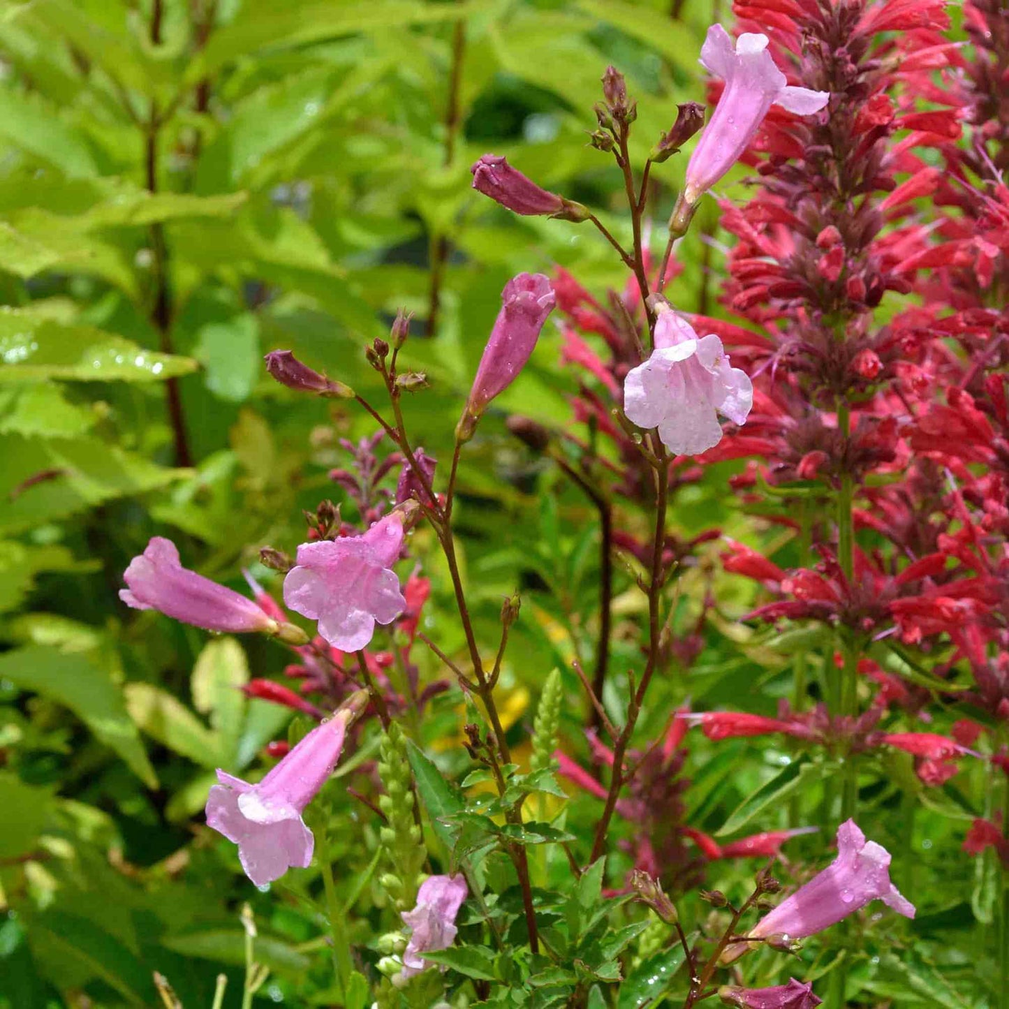 Incarvillea arguta