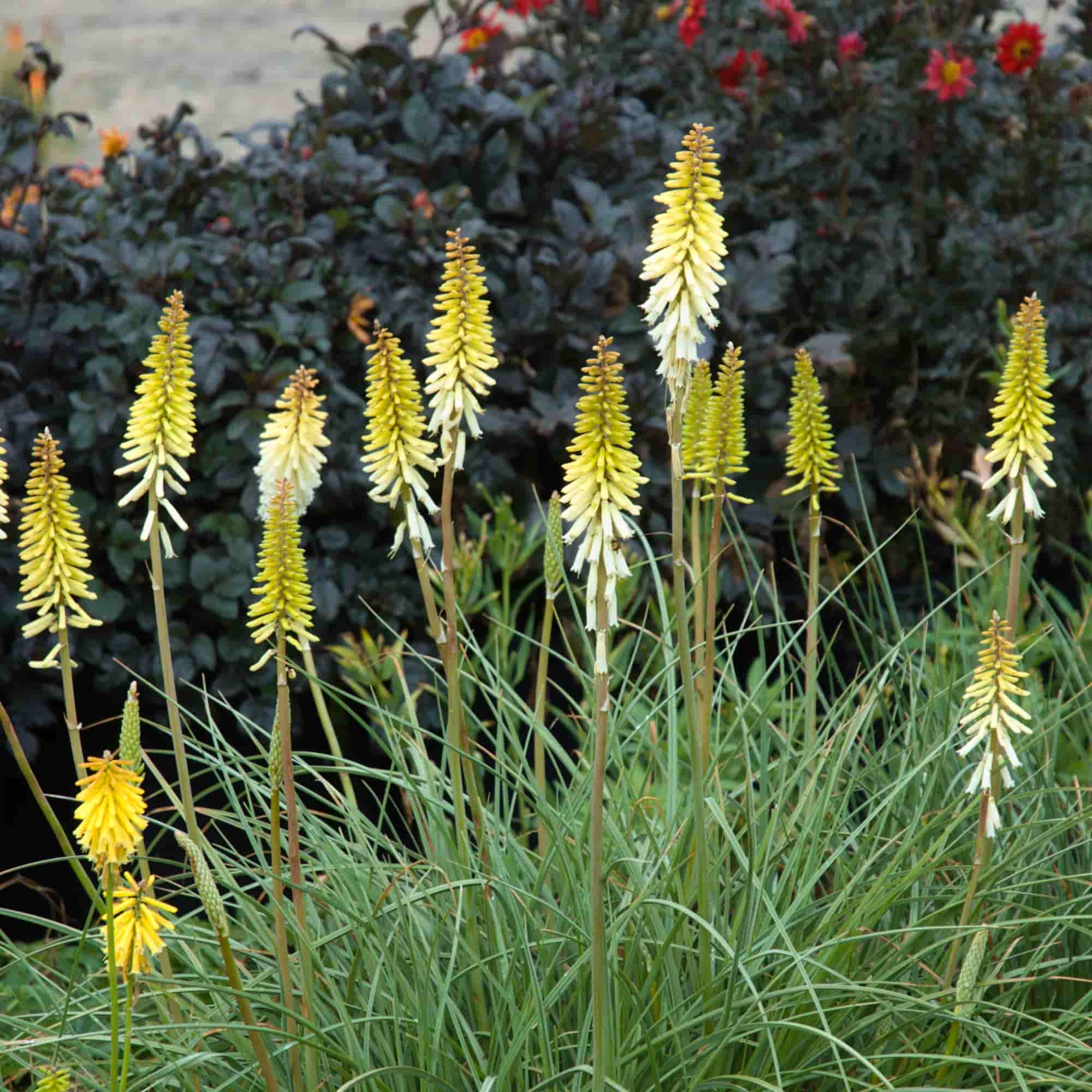 Kniphofia Maid Of Orleans Hills Perennials Kniphofia Maid Of Orleans Hills Perennials