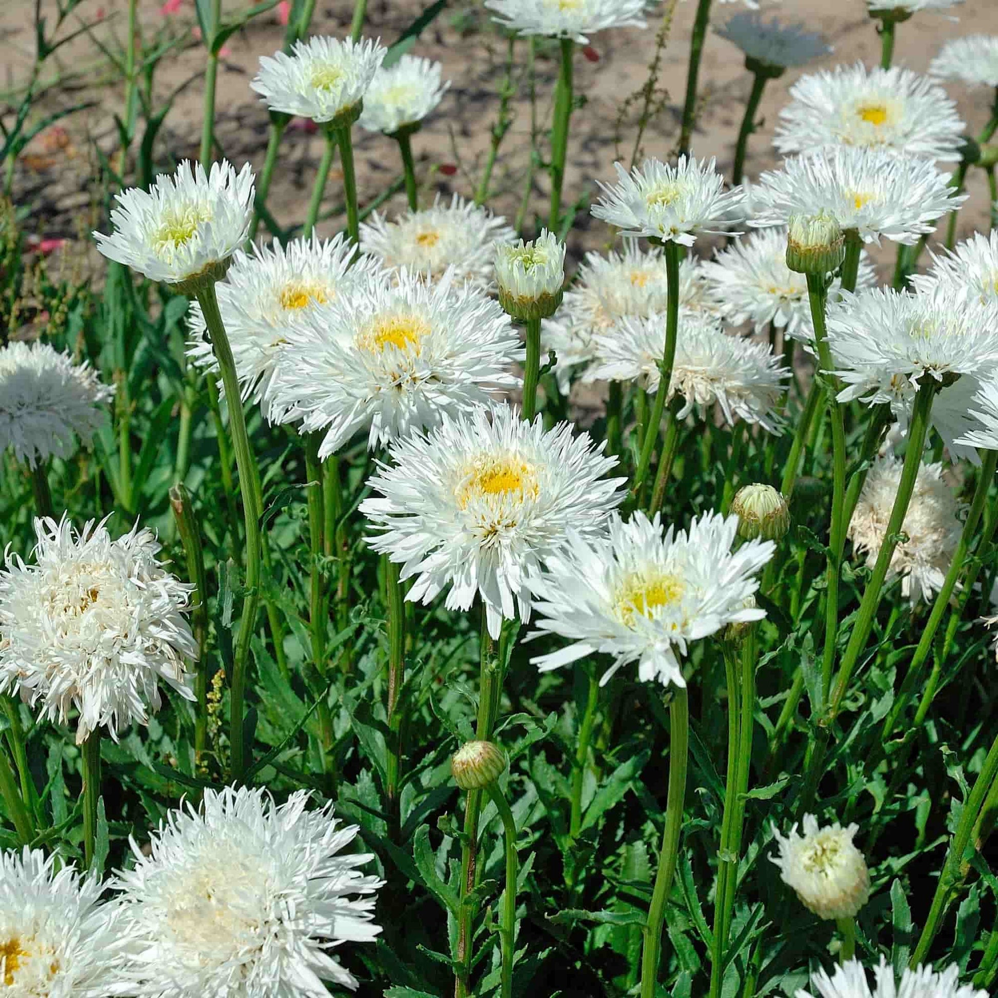 Leucanthemum Aglaia