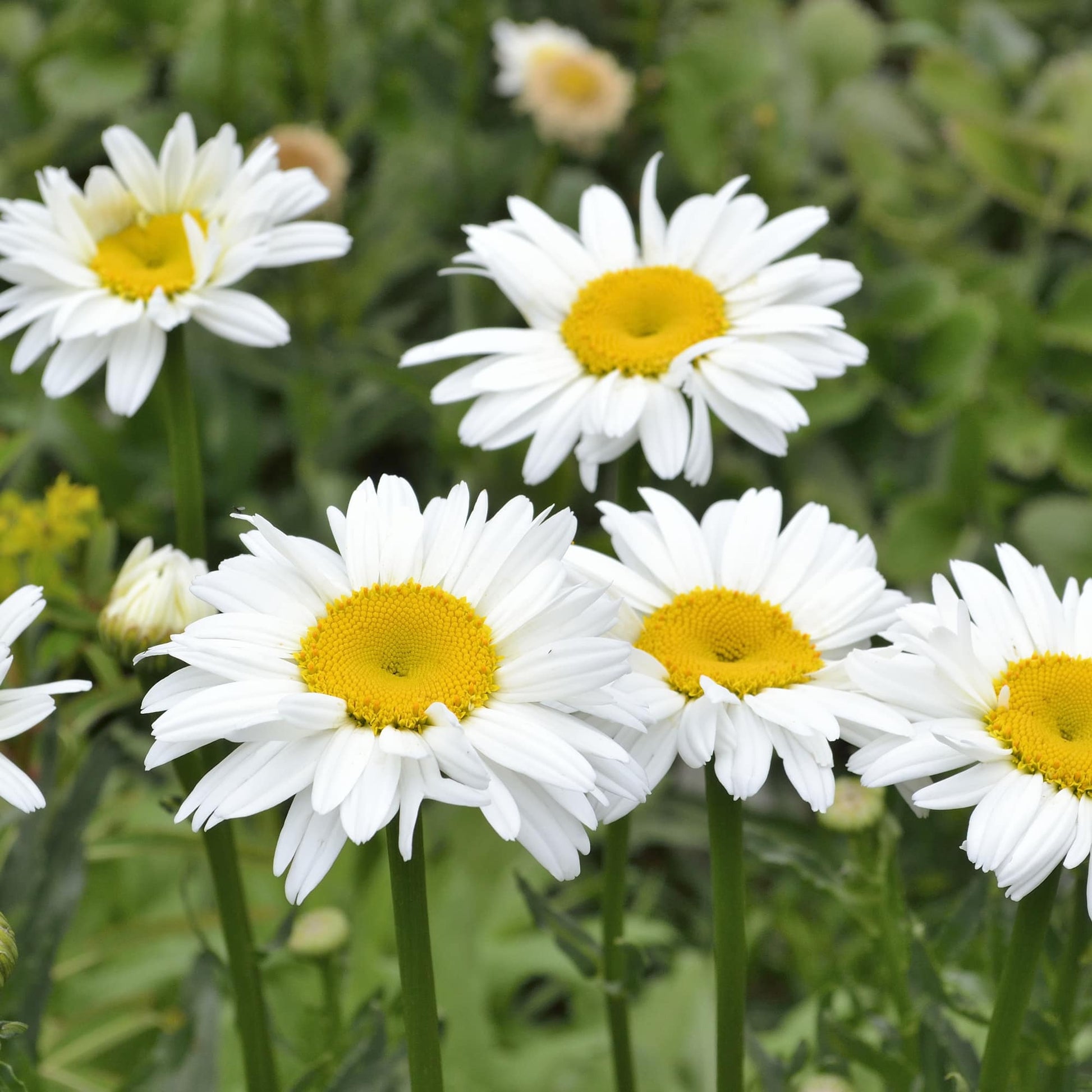 Leucanthem Highland White Dream