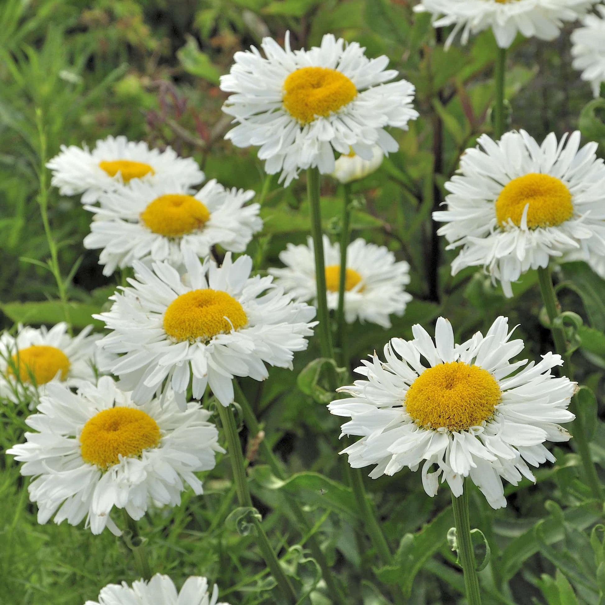 Leucanthemum Pinwheel