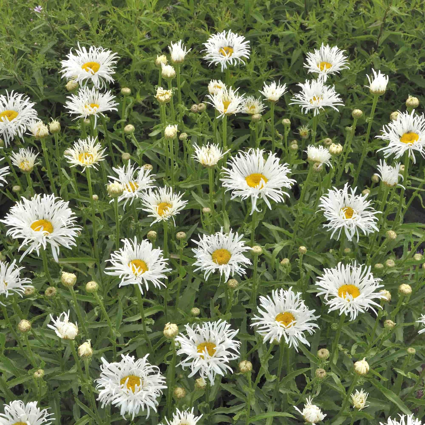 Leucanthemum Shaggy Gem