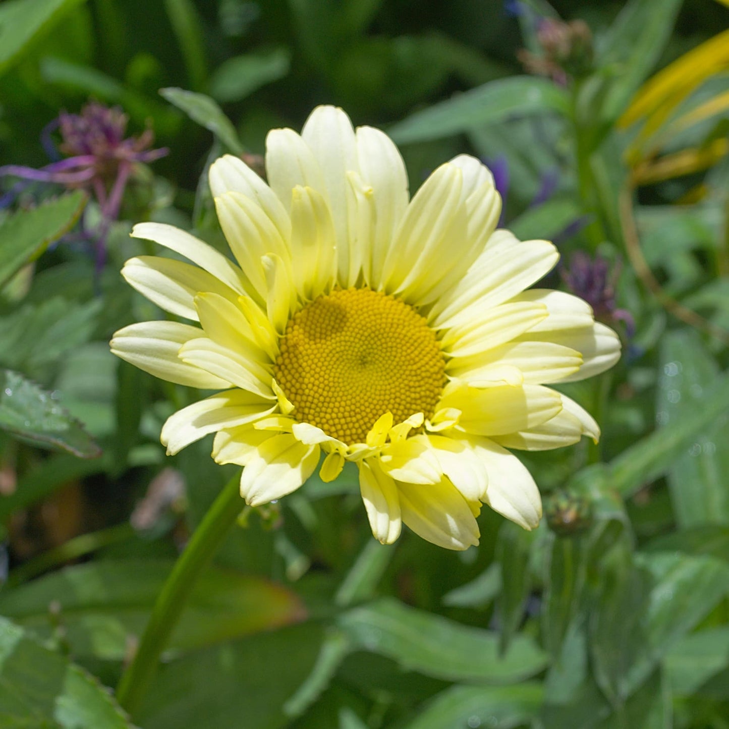 Leucanthemum 'Sonnenschein'