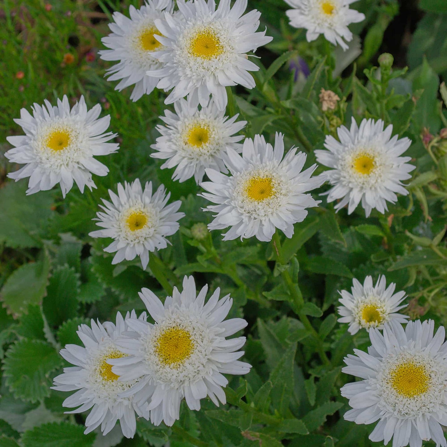 Leucanthemum Wirral Supreme