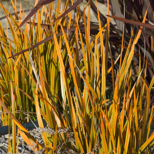 Libertia peregrinans