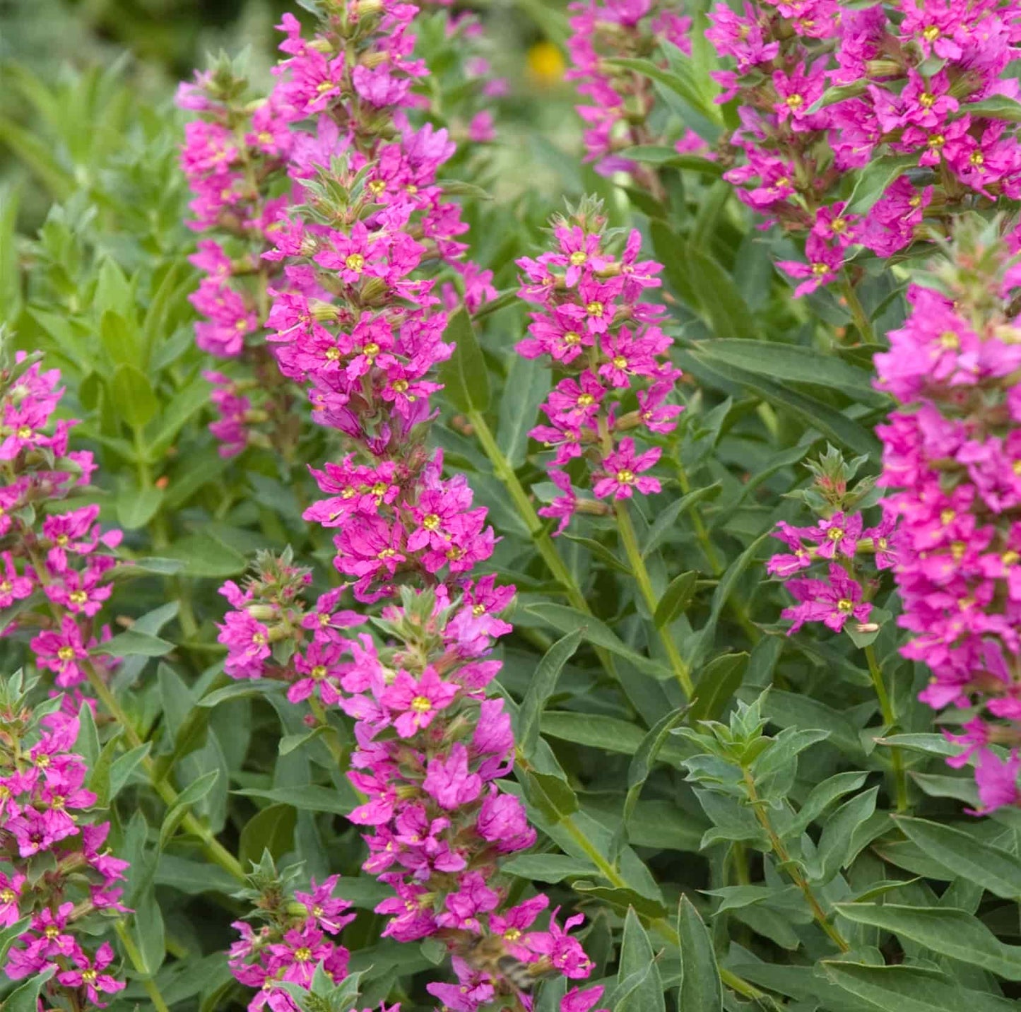 Lythrum 'Rose Queen'