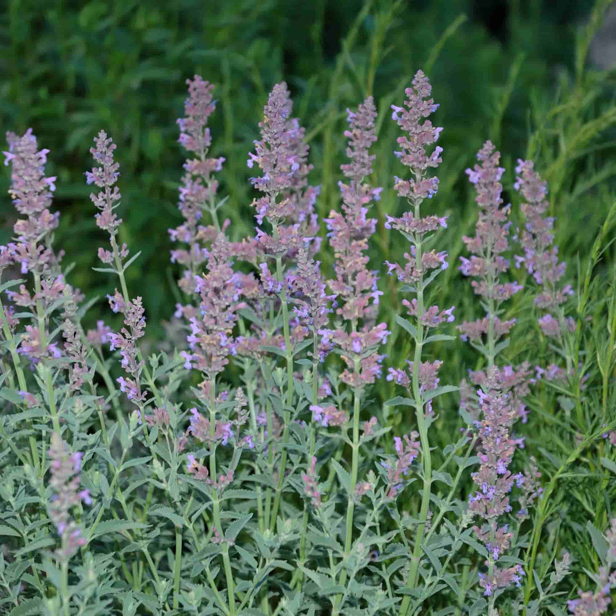 Nepeta 'Dropmore' – Hills Perennials