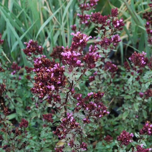 Origanum 'Burnside Beauty'