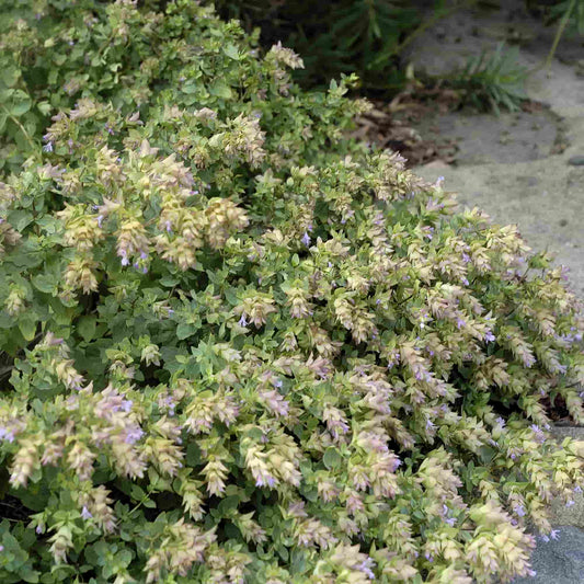 Origanum 'Dingle Fairy'