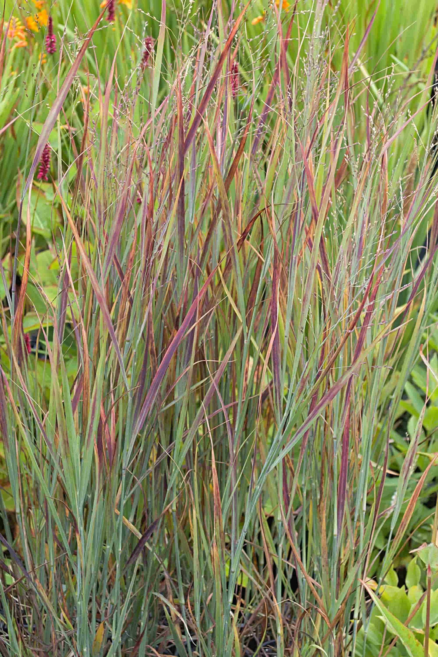 Panicum 'Iron Maiden'