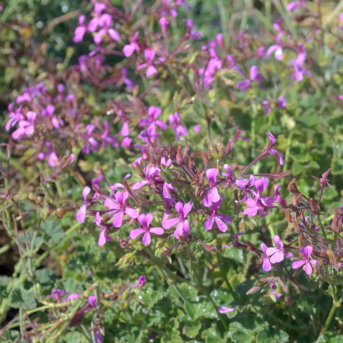 Pelargonium - Pink Elf