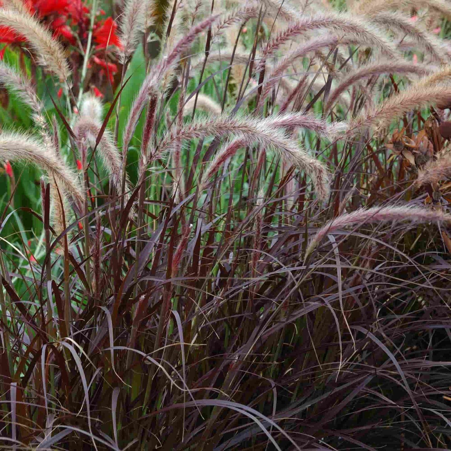 Pennisetum 'Red Riding Hood'
