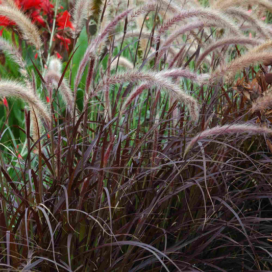 Pennisetum 'Red Riding Hood'