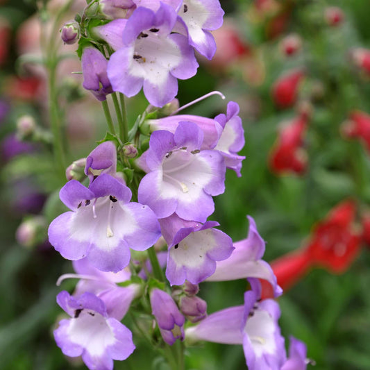 penstemon-alice-hindley