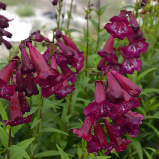 penstemon-blackbird