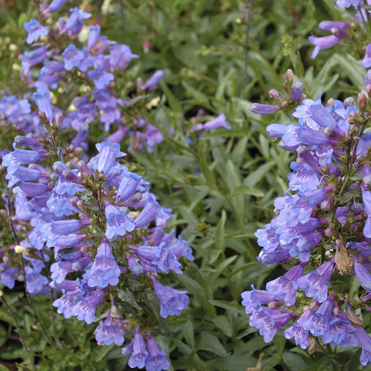 penstemon-catherine-de-la-mare