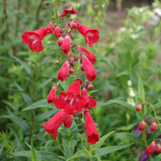 penstemon-chester-scarlet