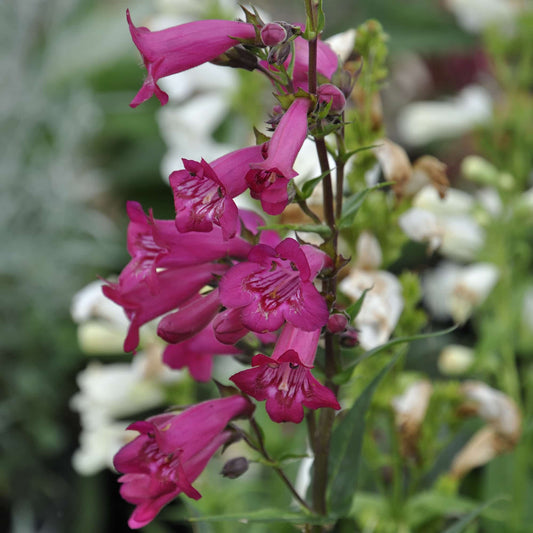 penstemon-garnet