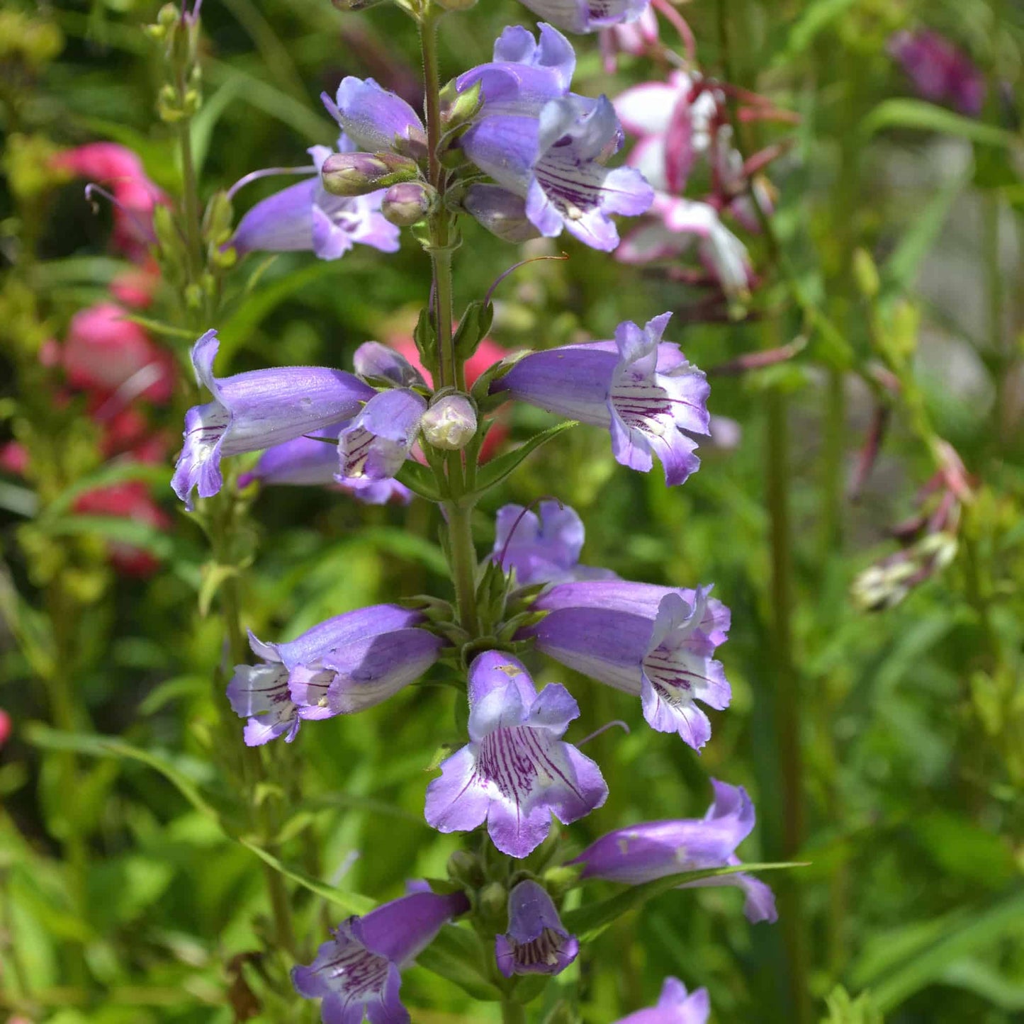 penstemon-knightwick