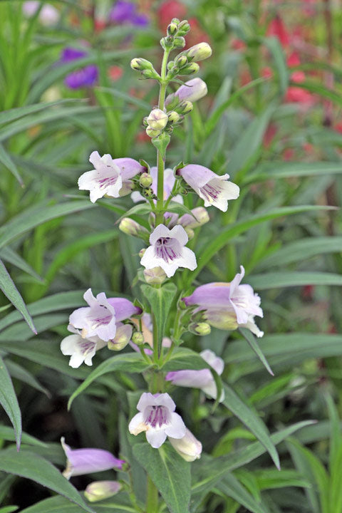Penstemon 'Sour Grapes'
