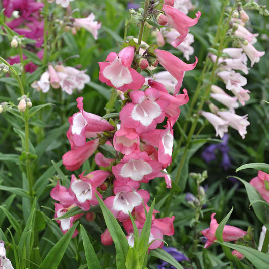 penstemon-yvonne