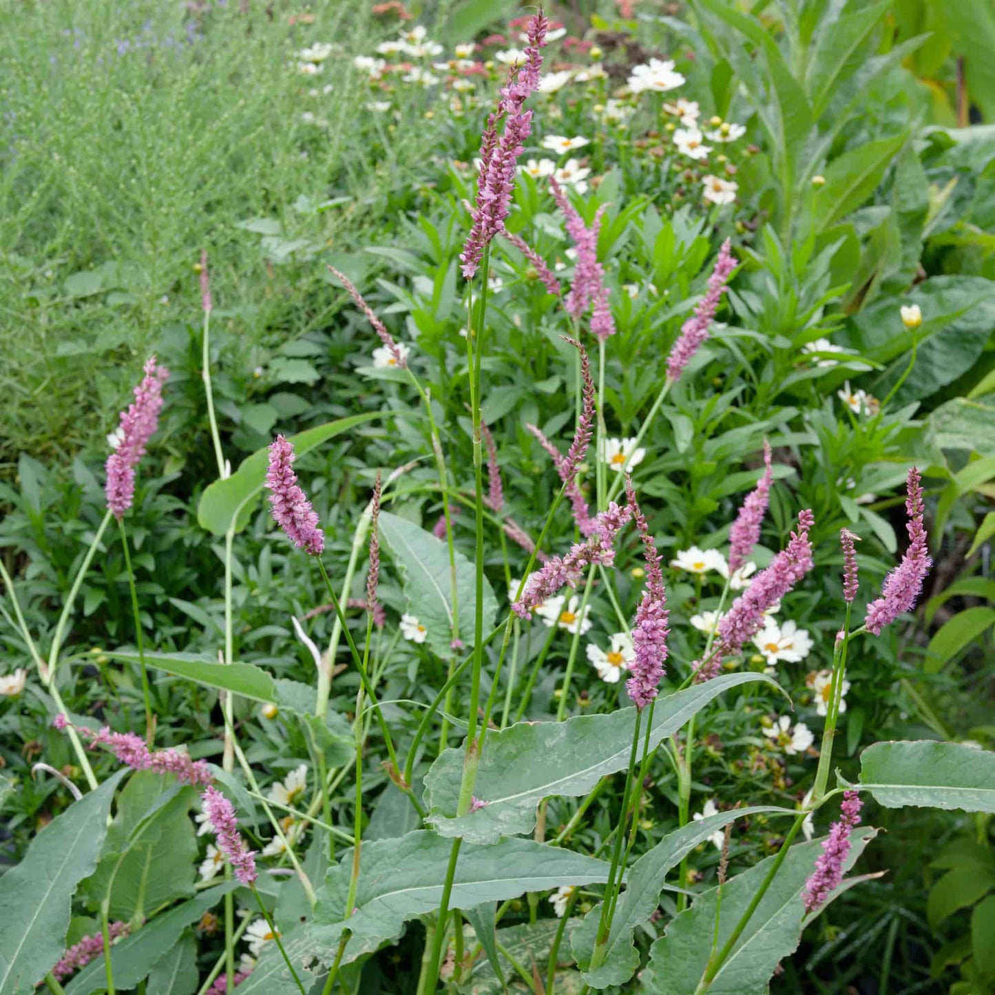 Persicaria 'Summer Dance'