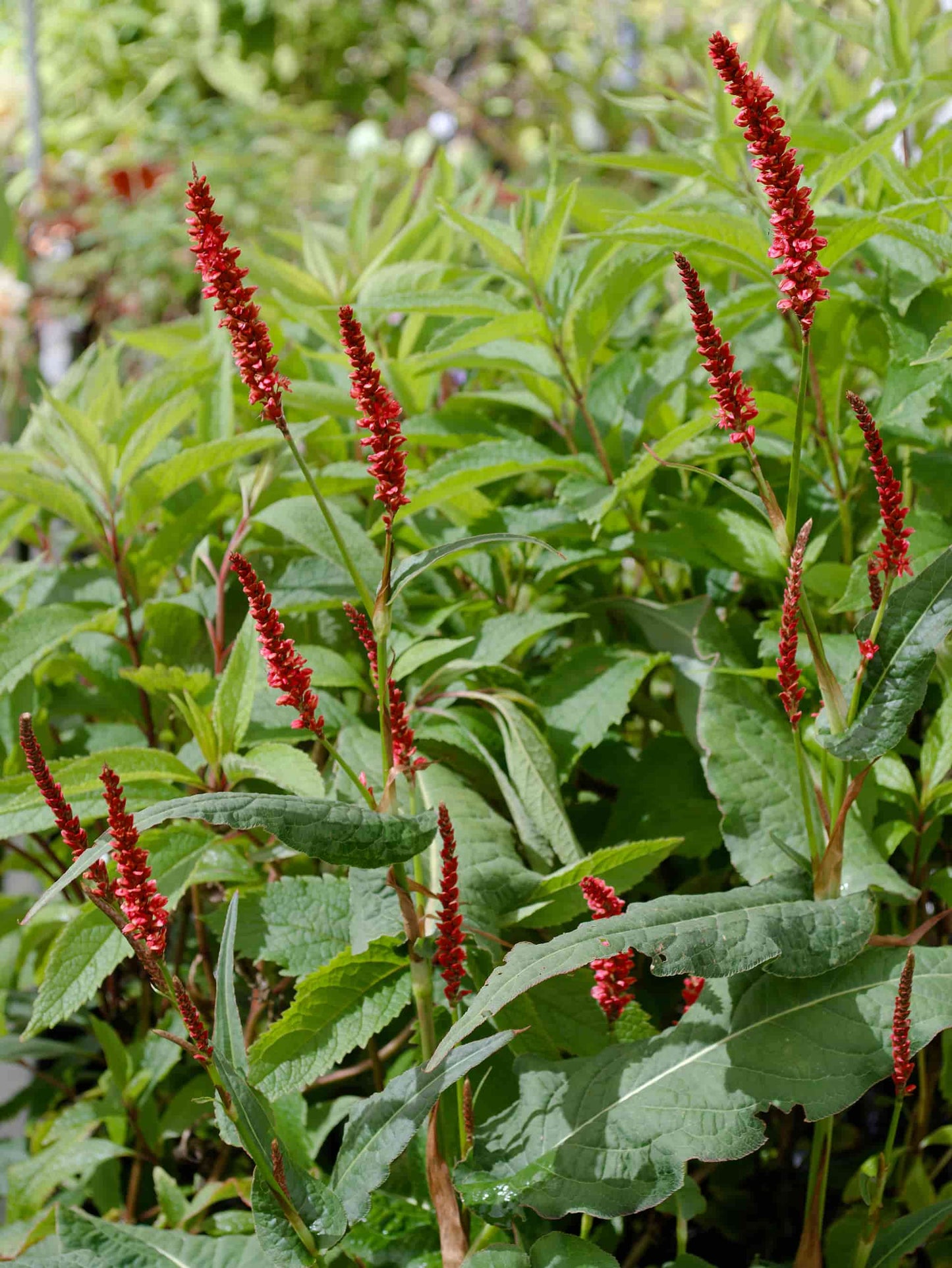 Persicaria 'Taurus'