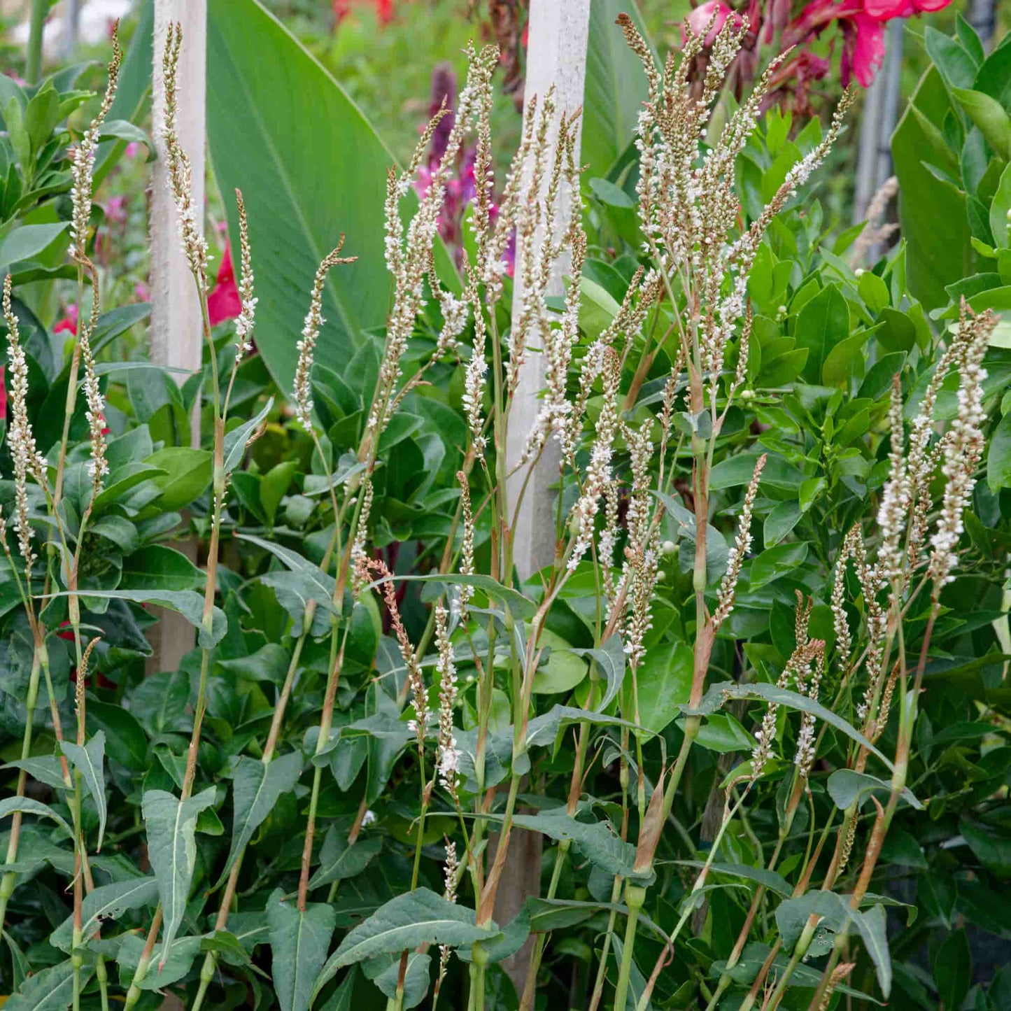 Persicaria amplexicaulis 'Alba'