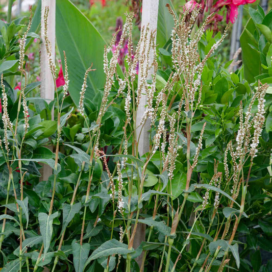 Persicaria amplexicaulis 'Alba'