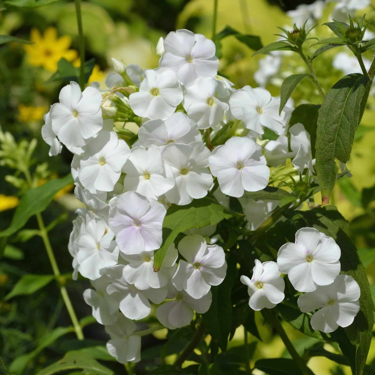 Phlox 'Omega'