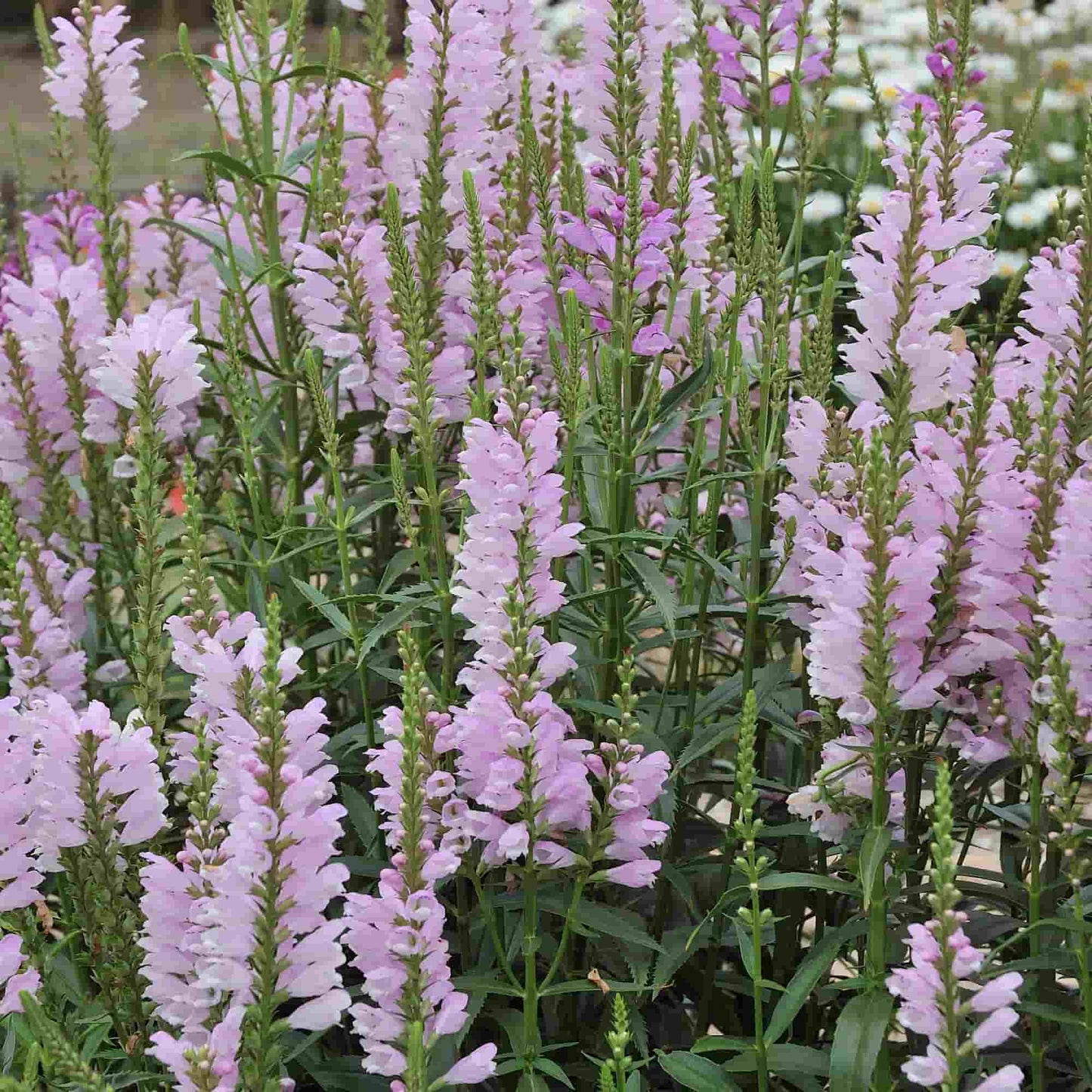 Physostegia 'Rose Bouquet'