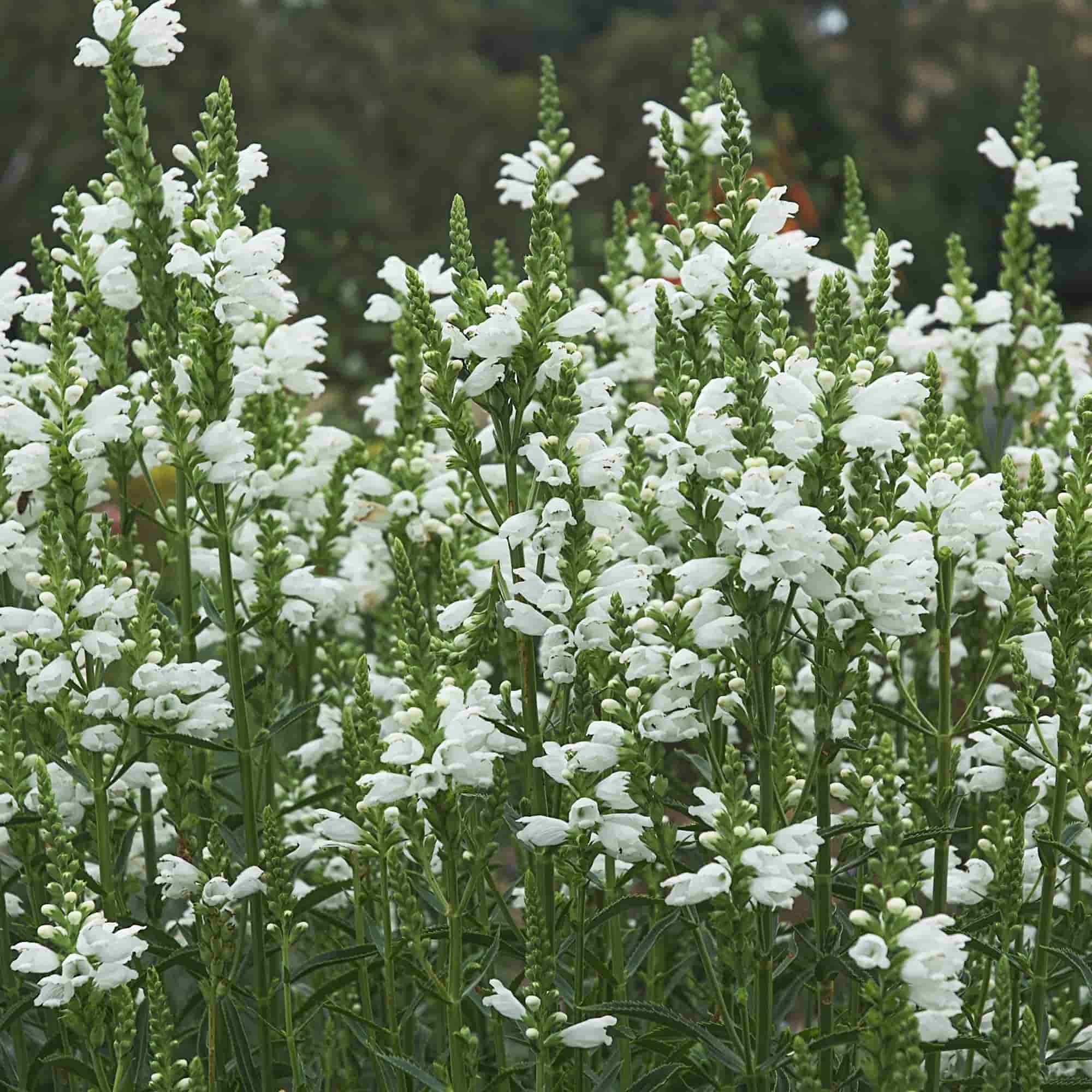 Physostegia 'Snow Queen' – Hills Perennials