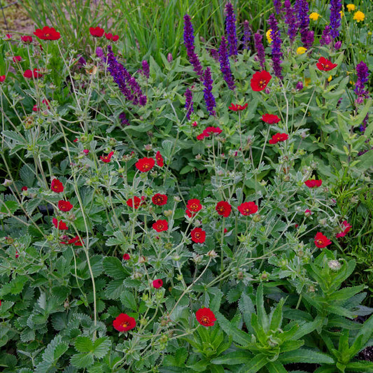Potentilla 'Gibsons Scarlet'