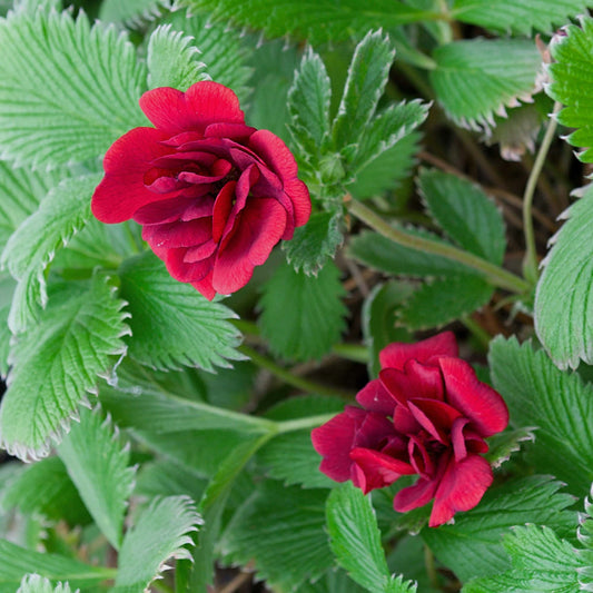 Potentilla 'Hamlet'