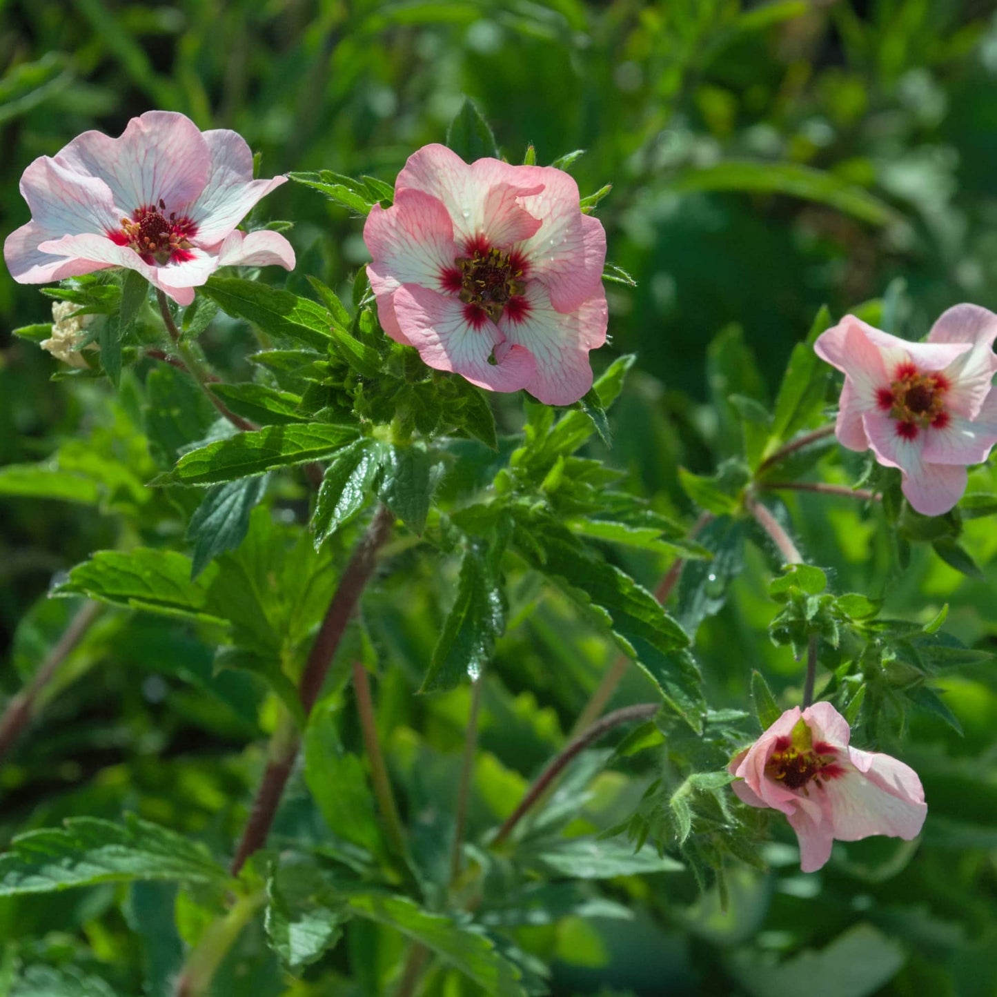 Potentilla 'Hopwoods'