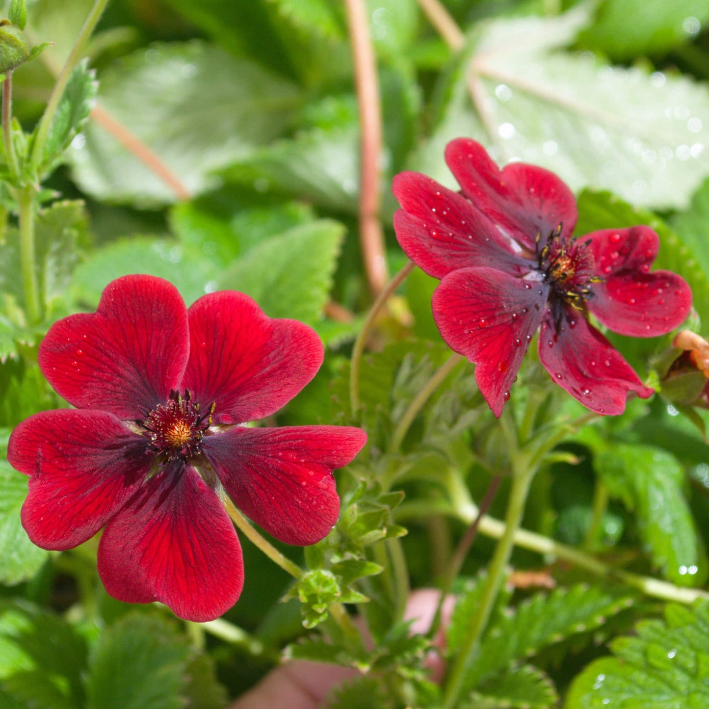 Potentilla 'Monarchs Velvet'